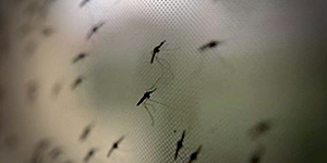 Zika, parlano gli infettivologi: come affrontarla