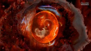 Fecondazione eterologa, le Regioni adottano una linea comune