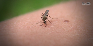 Febbre del Nilo, aumentano i casi del virus delle zanzare