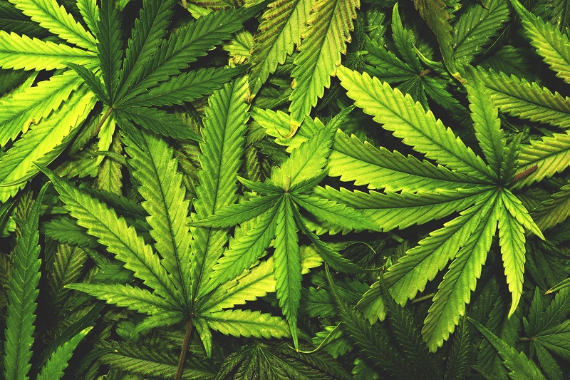 Cannabis per uso medico, Ok dalla Camera. Pdl passa a Senato