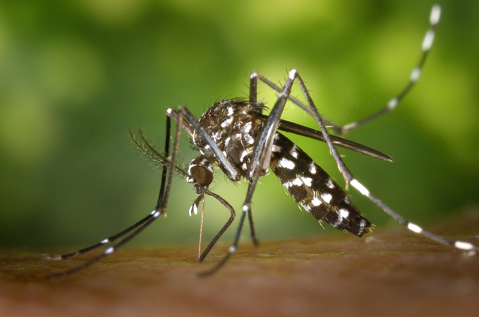 Oms, il Belize è malaria-free: “Grande risultato dopo 70 anni di sforzi costanti”
