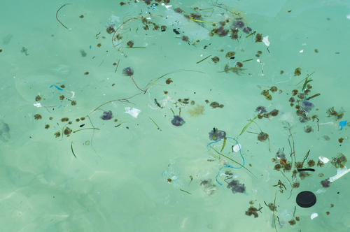 Cozze contaminate da plastica dall’Artico europeo alla Cina