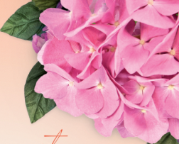 Una gardenia e un’ortensia, doppio aiuto per combattere la sclerosi multipla