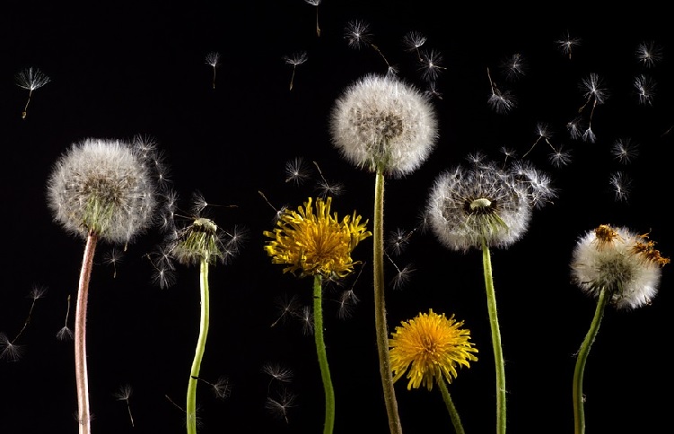 Pollini e allergie: le regole per evitarli e i miti da sfatare