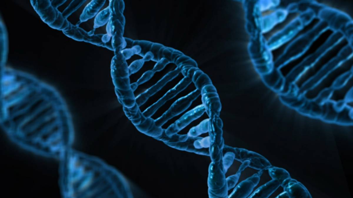 Dna, scoperta la sua proteina 'custode': 