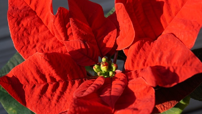 Ail, per l’Immacolata tornano le stelle di natale della ricerca