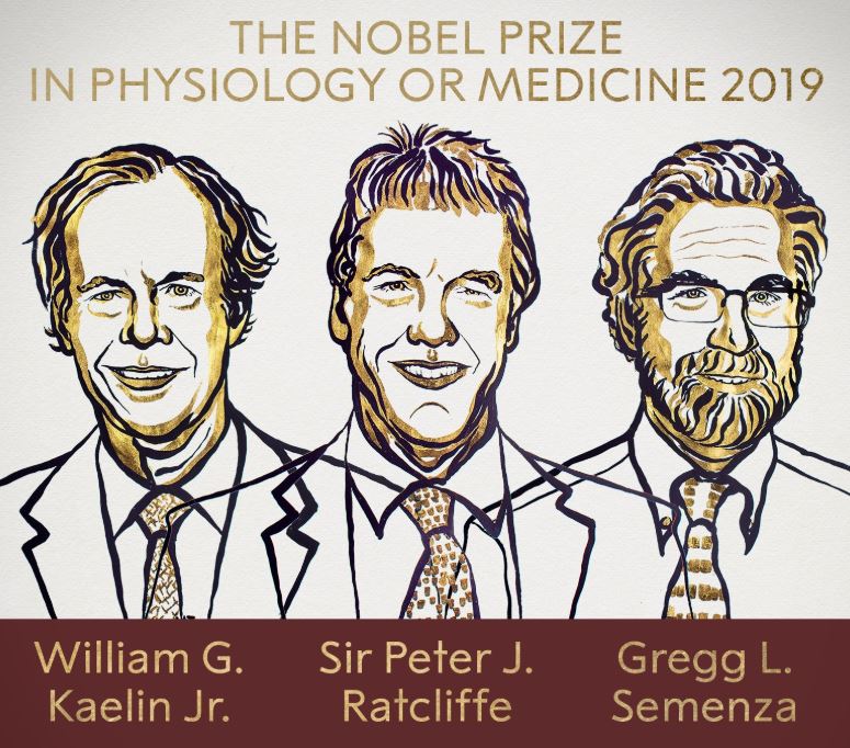 Nobel Medicina, vincono Kaelin, Ratcliffe e Semenza per studi su cellule e ossigeno
