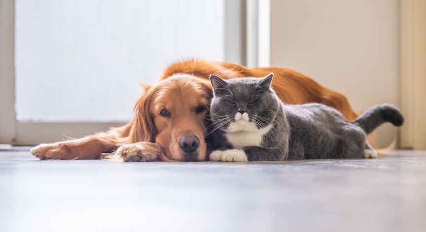 Il diabete nel cane e nel gatto: attenzione ai sintomi