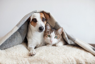 Cani e gatti sono serbatoi di virus, da quello della rabbia al Sars-CoV-2