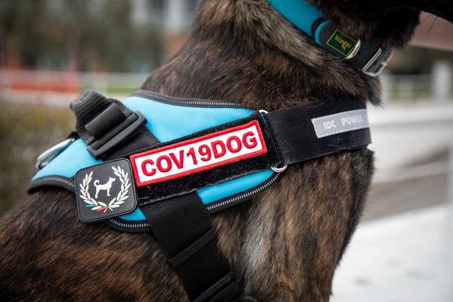 Covid-19, cani addestrati per riconoscere i malati. Al via primo progetto di ricerca: mille pazienti coinvolti