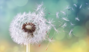 Allergie di primavera: come difendersi dai pollini