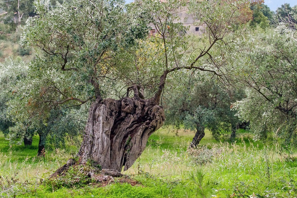Terra dei Fuochi, dalle piante di ulivo una buona notizia