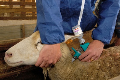 Emergenza blue tongue in Sardegna, l’appello di SIVeMP: «Servono più medici veterinari»