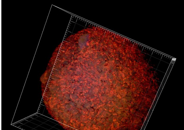 Due nuovi farmaci anti-Covid testati con successo su «mini-polmoni»