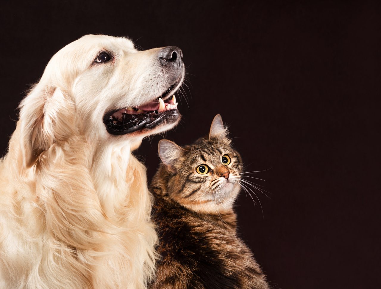 Cani e gatti con il diabete: capita anche a loro, aiutiamoli