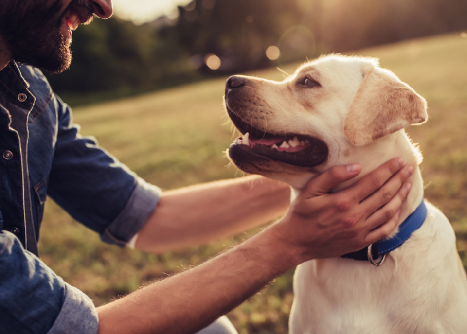 One Health: perché uomini e animali possono avere le stesse malattie