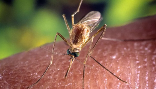 SOS zanzare: ecco come difendersi. I rimedi più efficaci e i falsi miti