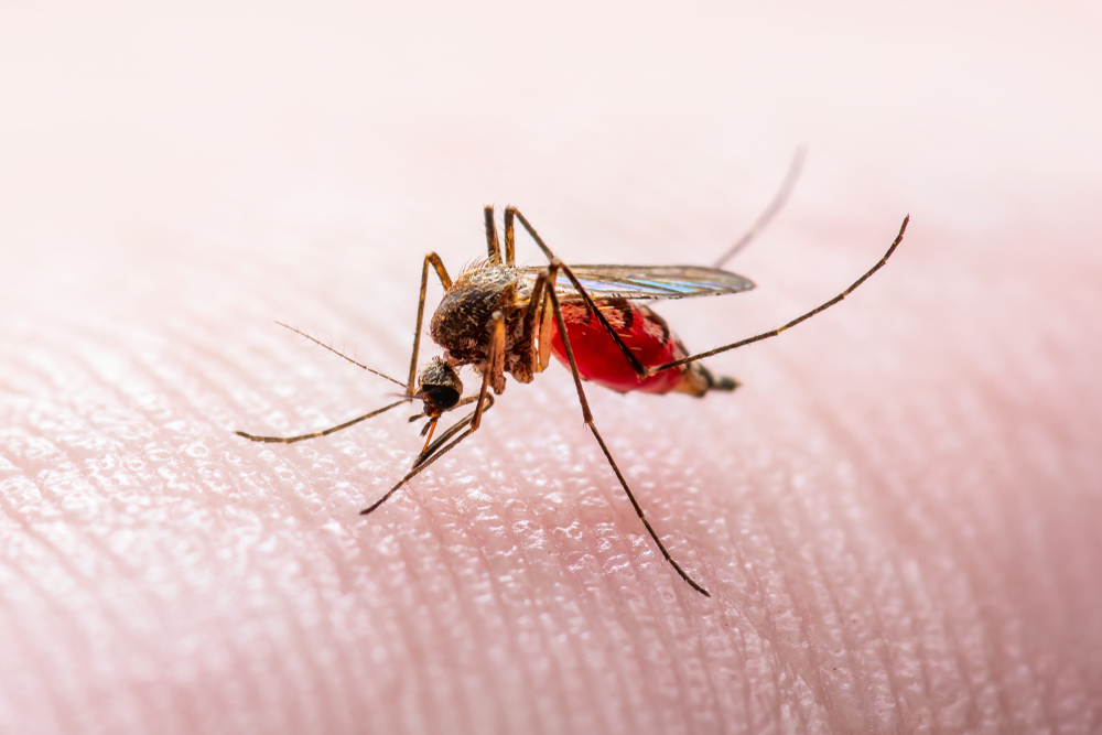 Malaria, 18 milioni di dosi del primo vaccino per 12 Paesi africani entro il 2025