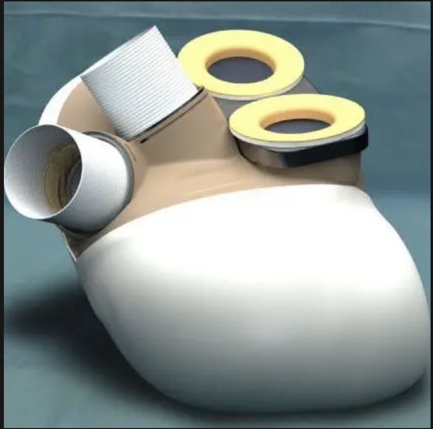 Anche il cuore ha il suo cervello: “Aiuta le cellule a ringiovanire”