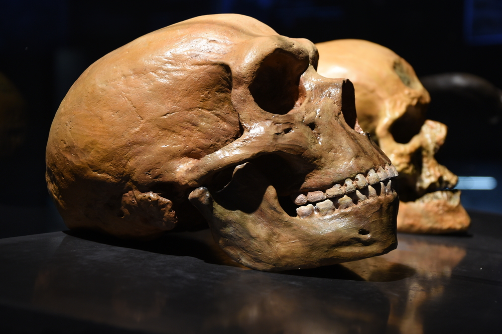 Il Nobel per la Medicina a Svante Paabo, archeologo dell’evoluzione umana