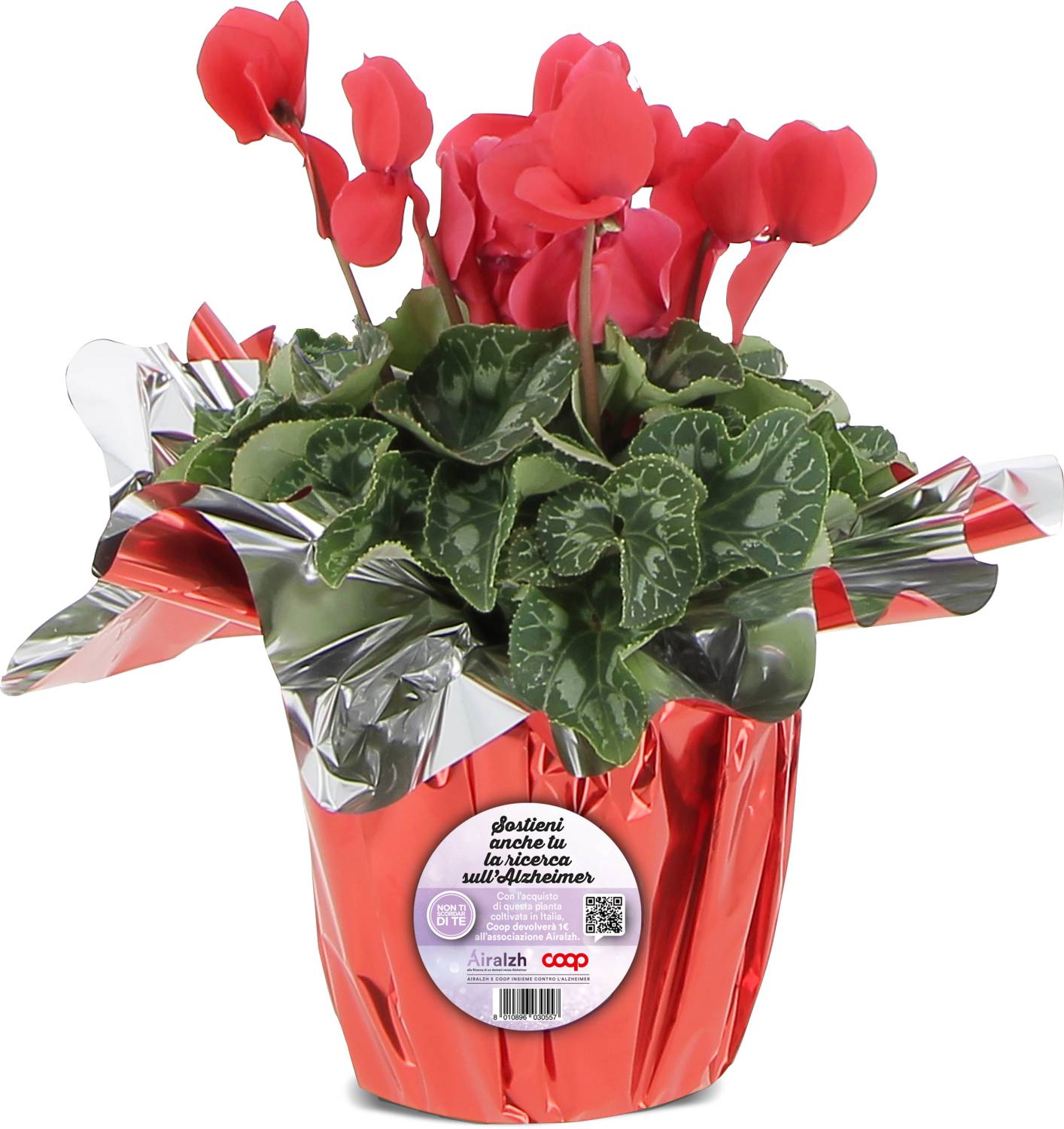 Un ciclamino per sostenere la ricerca contro l’Alzheimer