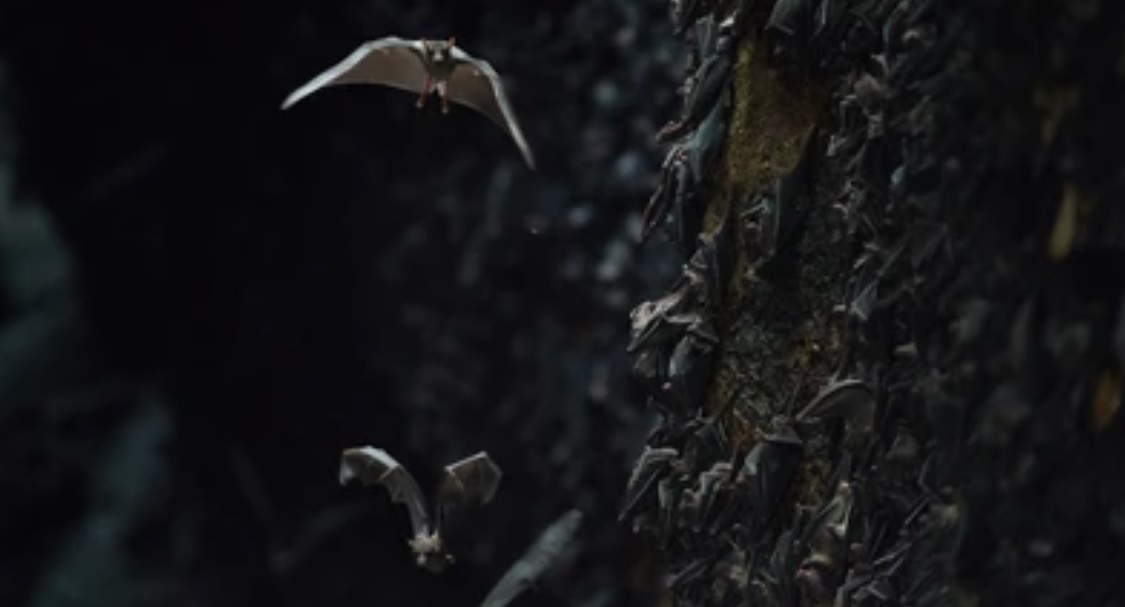 Lyssavirus nei pipistrelli, la trasmissibilità del virus raddoppia dopo il parto