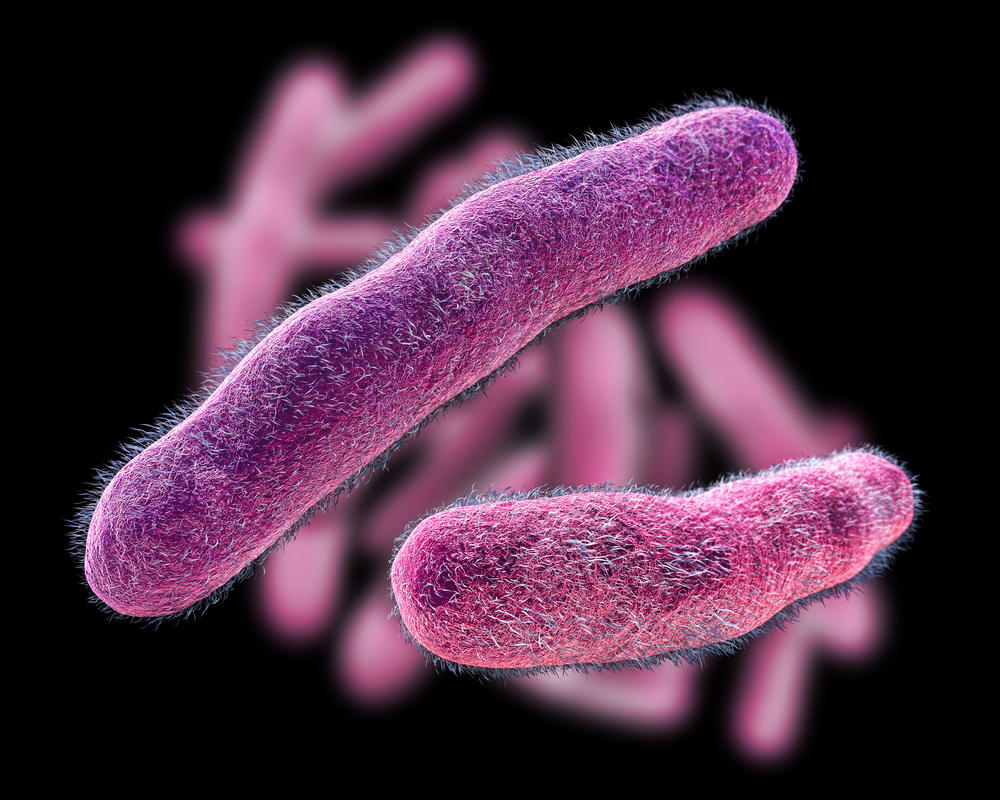 Usa, allarme Shigella multiresistente. Gobbi (Negrar): «Anche in Italia c’è il rischio che arrivi»