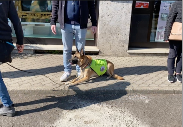Covid-19, i cani sono in grado di  riconoscere chi è positivo al virus anche all’aperto