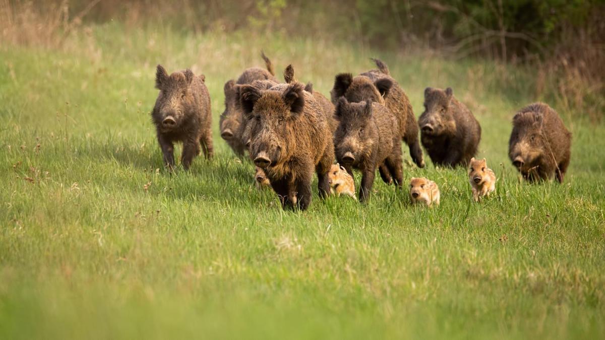 Trichinosi: 10 casi a Foggia, di cui 5 in corso di accertamento