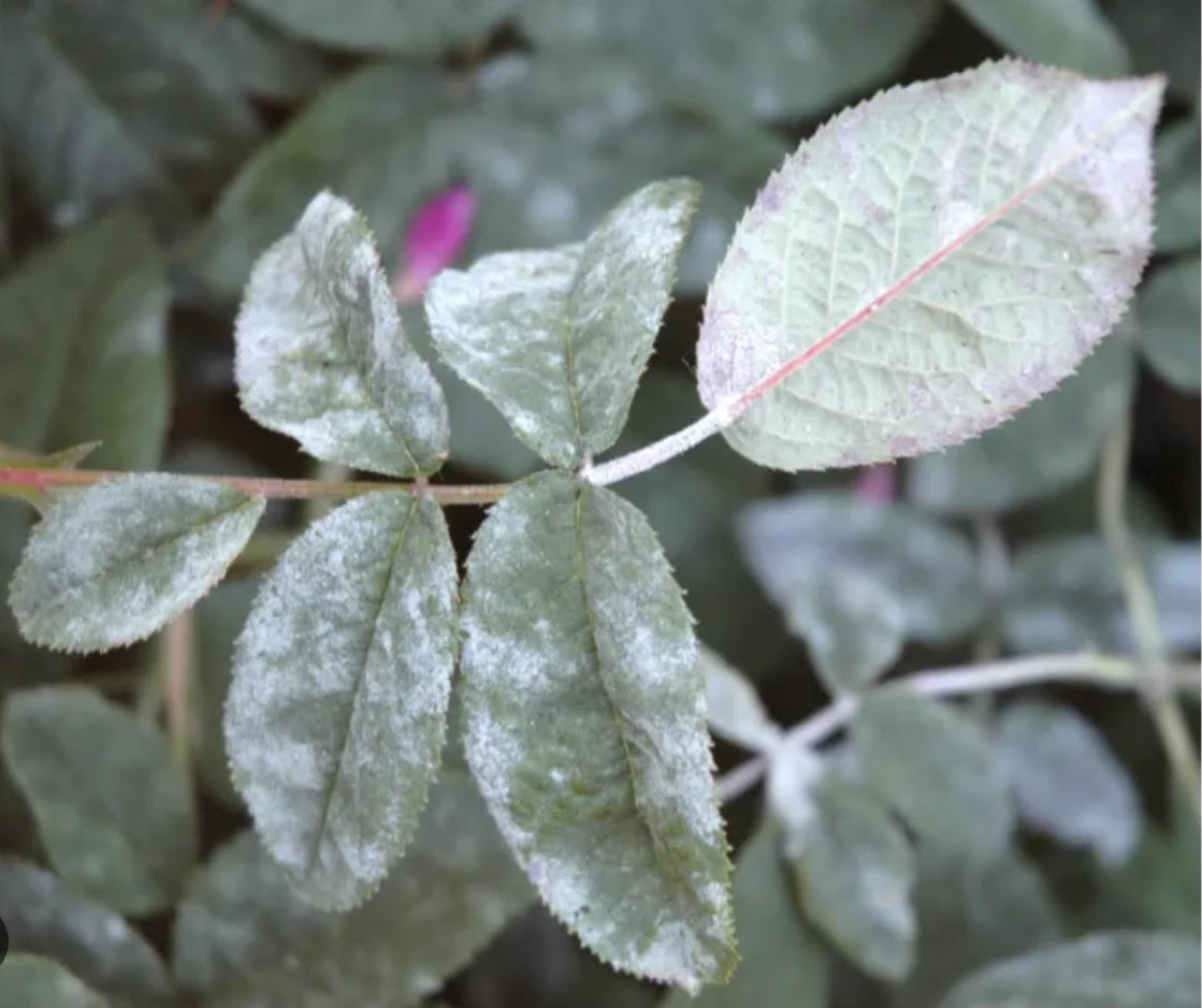 Il fungo delle piante infetta un uomo in India, primo caso al mondo. Gli esperti «Nessun allarmismo»