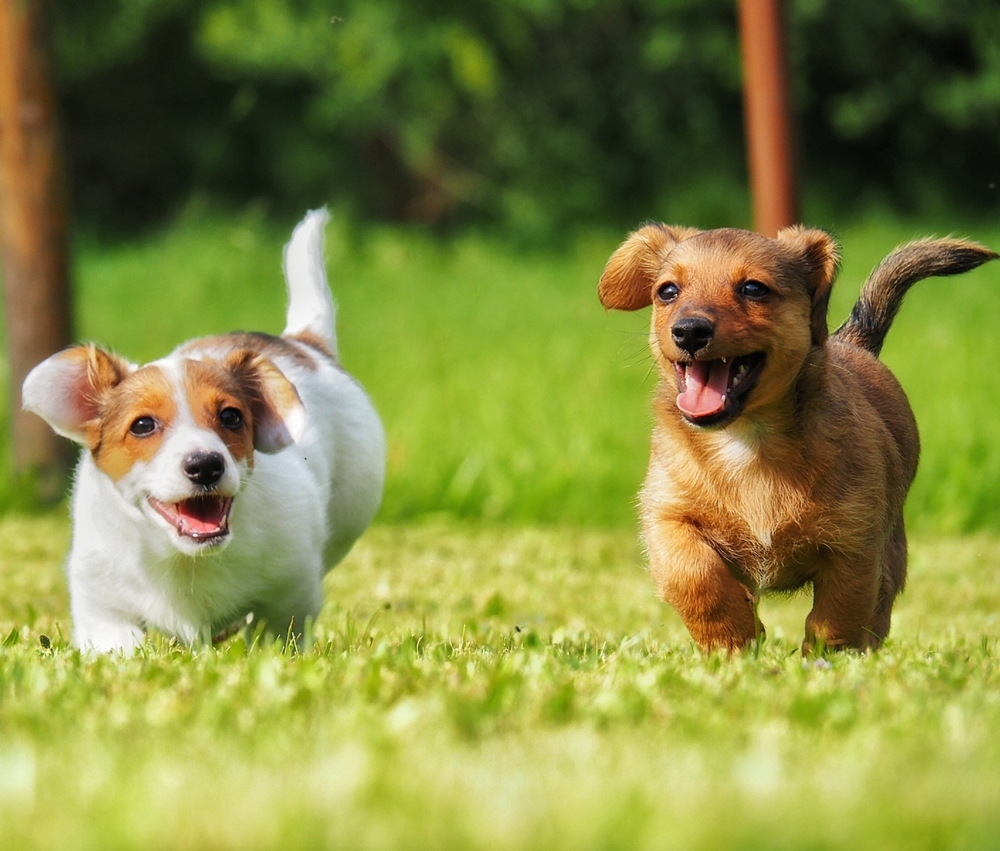Allerta influenza canina, virus «parente» dell’aviaria ora minaccia l’uomo