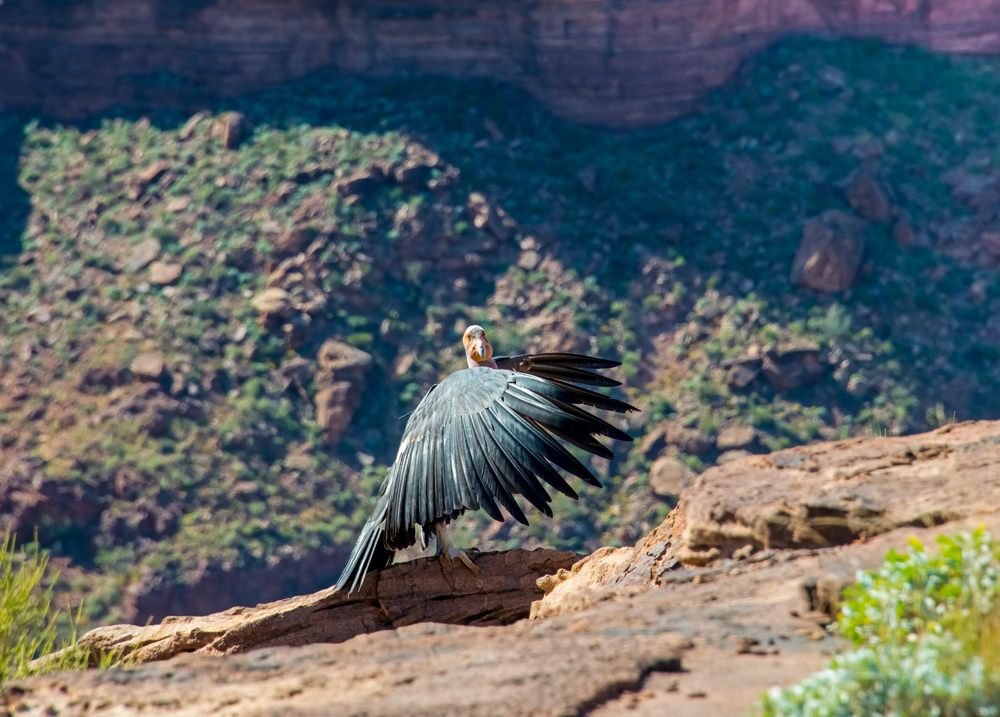 Aviaria: negli Usa via a vaccinazione dei condor della California