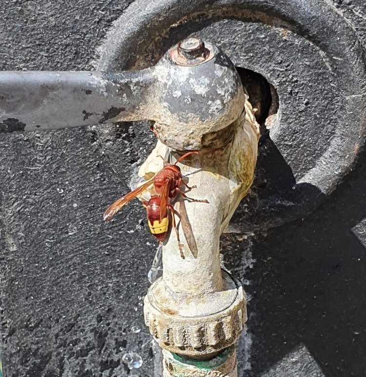 Vespa Orientalis, Ferri (SIMeVeP): «No agli allarmismi, sì alla prudenza»