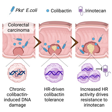 Cancro del colon-retto, scovati i batteri intestinali che “allenano” il tumore a resistere alle cure