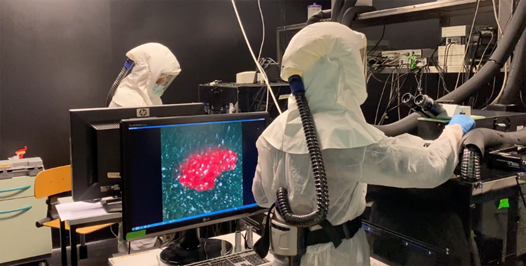 Covid: linfociti T sufficienti a proteggere dall’infezione anche in assenza di anticorpi