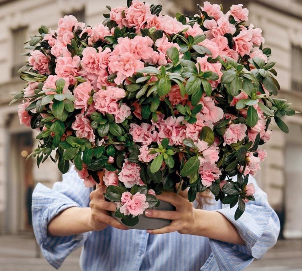 In Italia 2 donne su 3 vive dopo 5 anni da una diagnosi di cancro, via alla campagna Airc “Azalea della Ricerca”