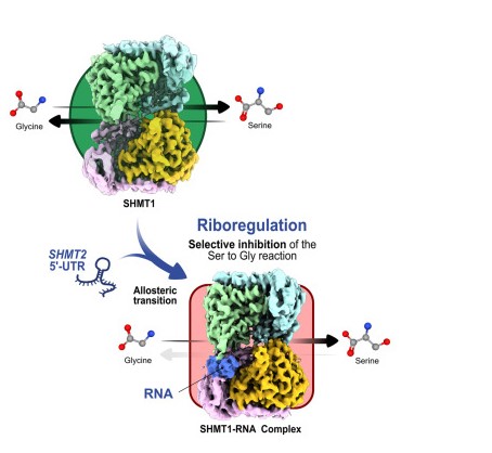Cancro, in una foto il meccanismo con cui l’Rna inibisce una proteina chiave per la crescita dei tumori
