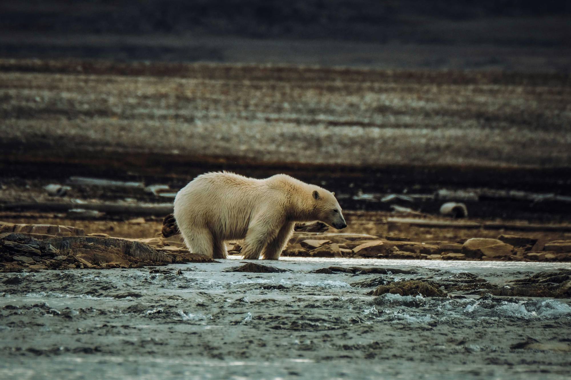 Aviaria, orso positivo morto in Alaska: uno studio indaga sull’aumento dei rischi per i mammiferi