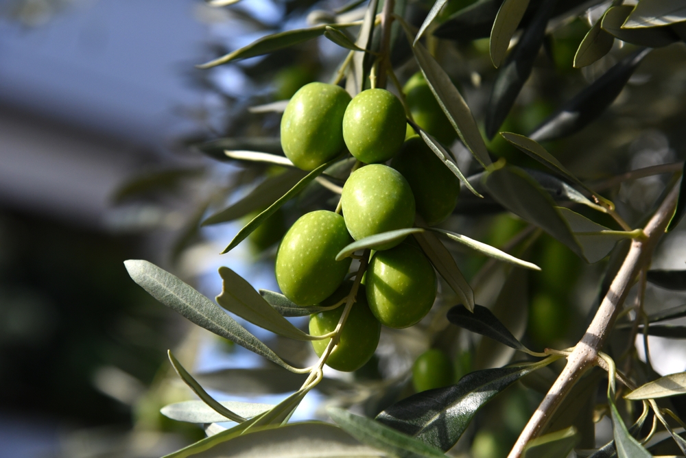 Nelle olive un composto che favorisce la perdita di peso