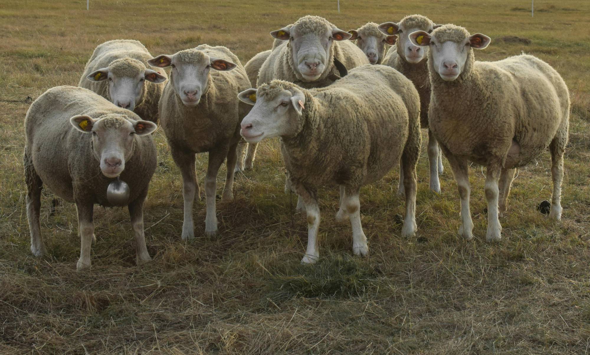 Lingua blu, focolai in aumento in Sardegna