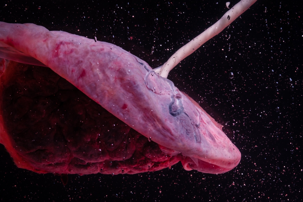 La placenta cela informazioni preziose sulla salute futura, non andrebbe scartata