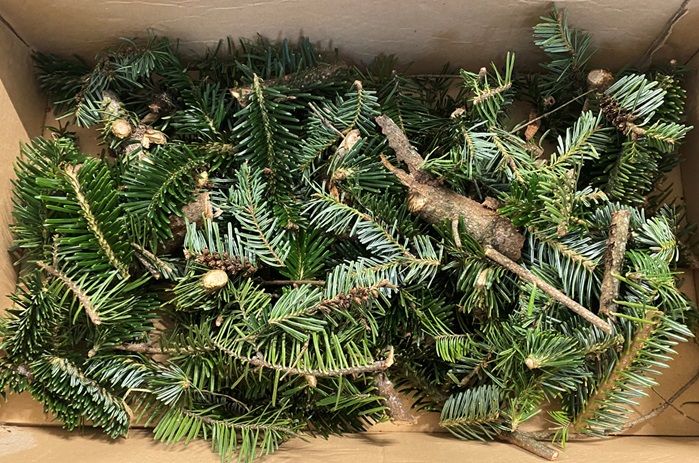 Nella corteccia dell’abete una “miniera d’oro” per proteggere la salute