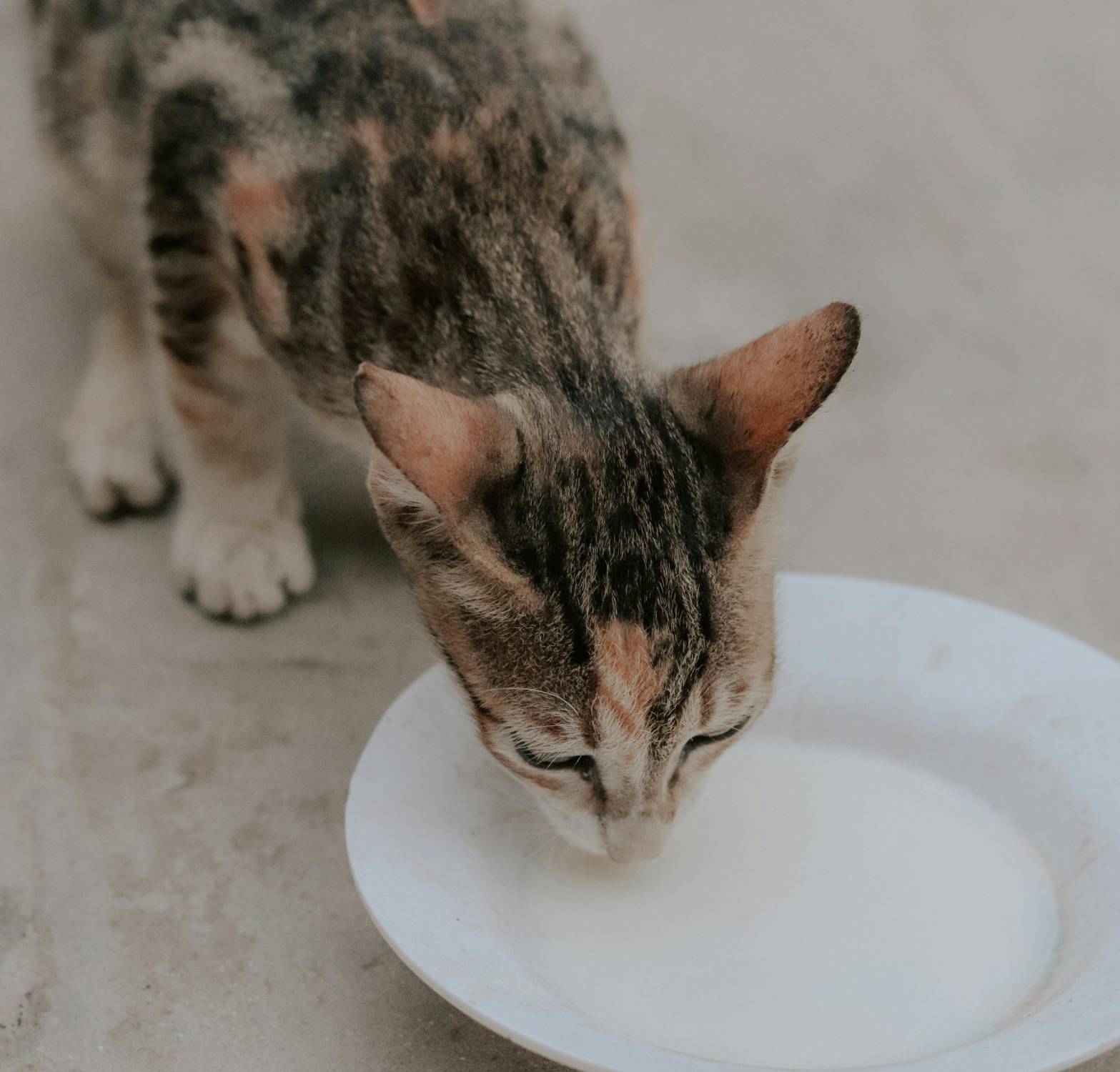 Aviaria, Usa: “Attenzione ai formaggi ‘crudi’ e alla salute dei gatti”