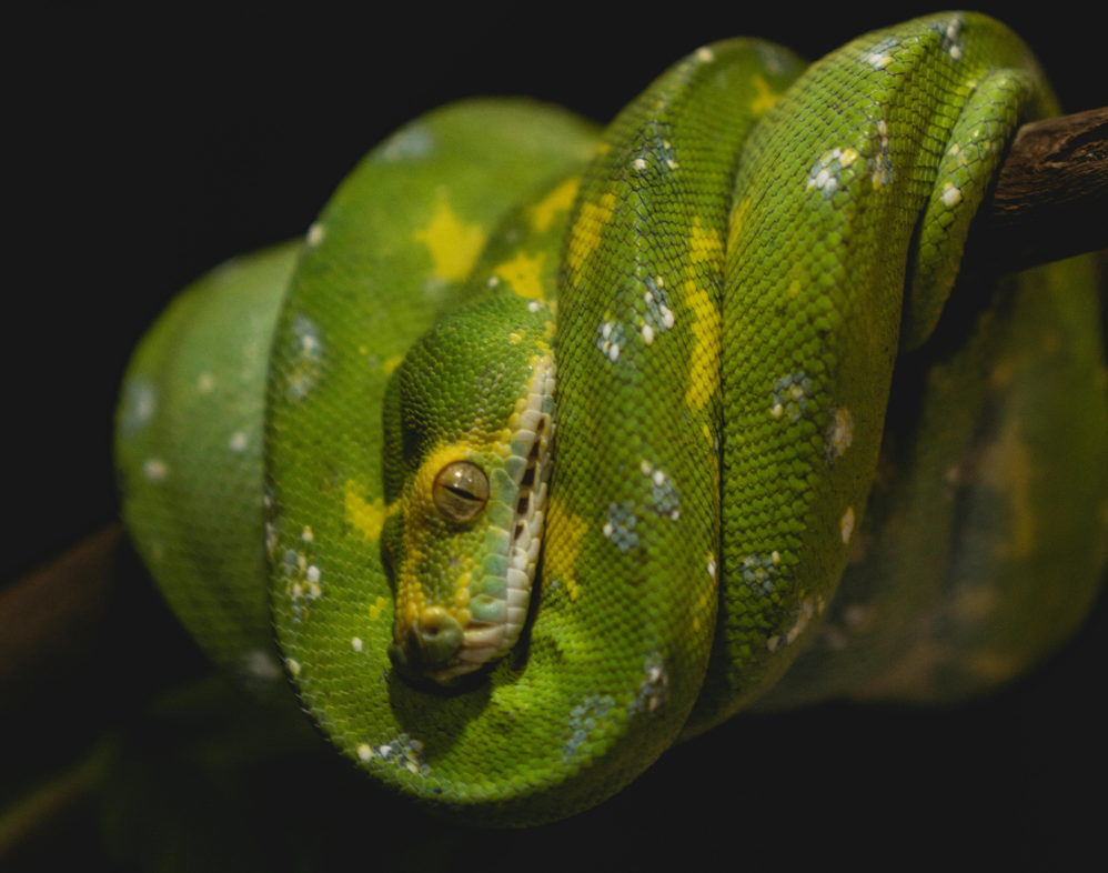 Morsi di serpente, il vademecum per chi viaggia all’estero