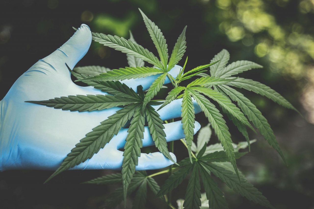 Cannabis: l’uso quadruplica il rischio di diabete di tipo 2